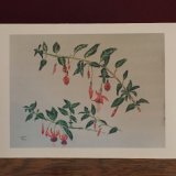 Alana's Fuchsia Card