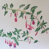 Alana's Fuchsia