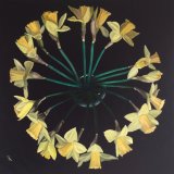 Daffodils