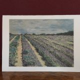 Lavender Field Card