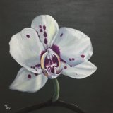 Orchid 1 or The Flower That Roared