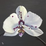 Orchid 2 or The Flower That Gasped