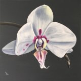 Orchid 3 or The Flower That Cheered