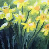 Daffodils