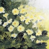 Primroses