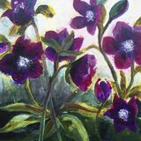 Hellebores, spring flowers
