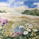 Derbyshire Meadow
