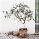 POTTED OLIVE