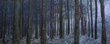 Winter Wood 2
