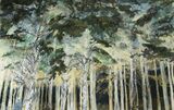 Enchanted Forest