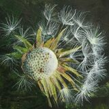 Dandelion Constellation 1