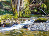 Mallard Aira Beck, Cumbria Pastels 40 X 30cm