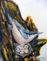 Nuthatch with Nest Watercolour Inks 44 X 37cm £68