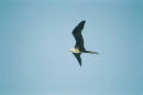 Fregatt bird