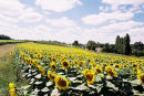 Sunflower field