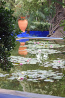 Liliies in Jardine Majorelle Marrakech