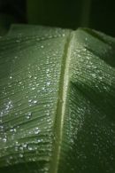 Banana leaf Trinidad