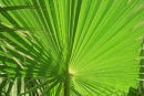 Palm