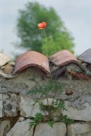 Wall flower