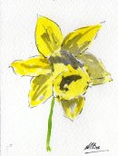Daffodil