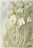 Snowdrops