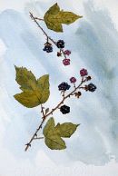Brambles