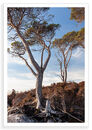 Assynt Pines