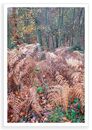 Fern Down