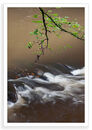 Derwent Rush