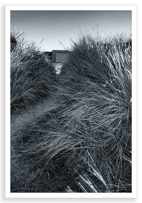 Winter Grasses