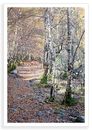 Birch Avenue
