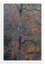 Autumn Romance