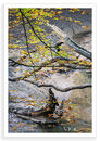 Blue Creek