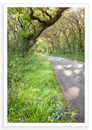Bluebell Road