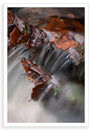 Oak Leaf Cluster