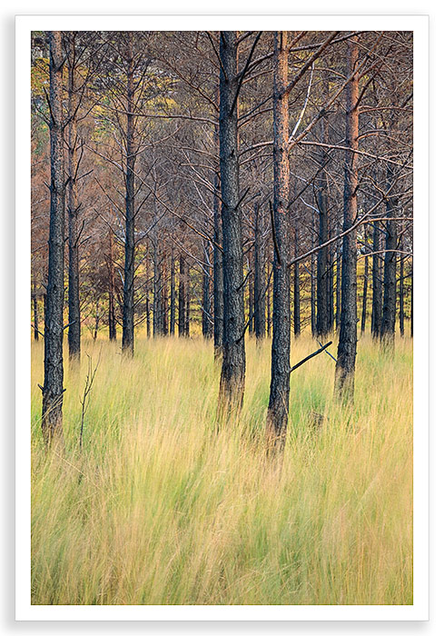 Burnt Plantation