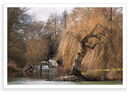 Winter Willow
