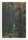 Dark Larches