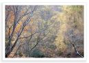 Diffused