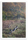 Dessicated Fall