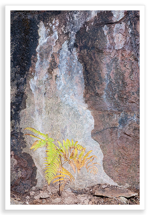 Chinese Fern