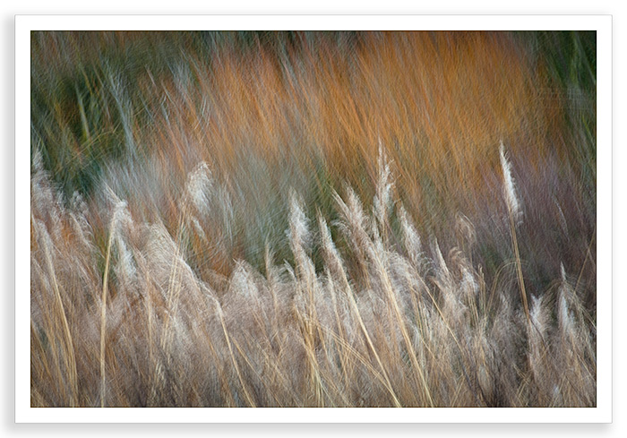Winter Grasses Abstract
