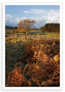 Raking Light, Harthill