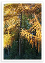 Larch Light