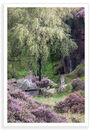 Lavander Birch