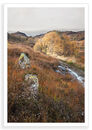 Golden Birches