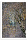 Top Birch
