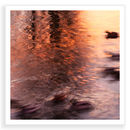 Ducks, Dawn