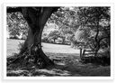 Newbridge Summer