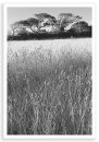 Grasses, Newtown